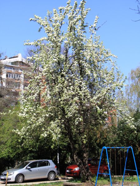 File:Kruška d2.jpg
