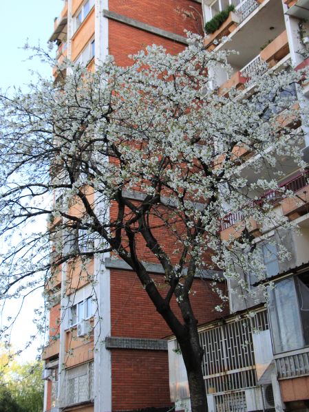 File:Trešnja d.jpg