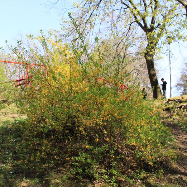 File:Forzicija d.jpg