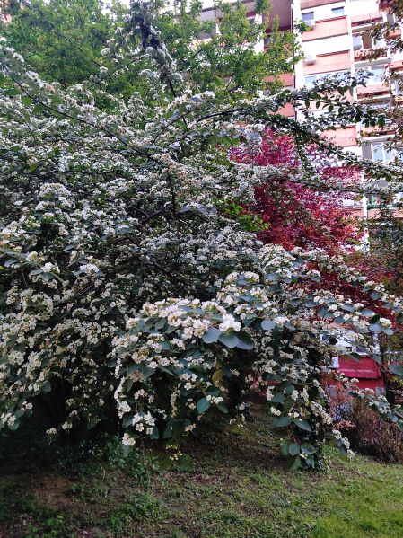 File:Kotoneaster d.jpg