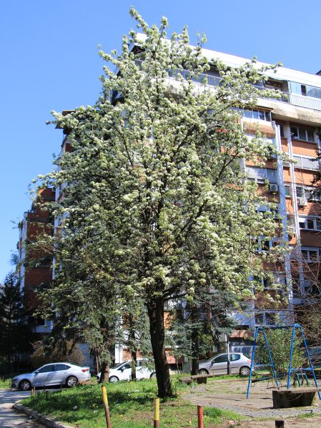 File:Kruška d.jpg