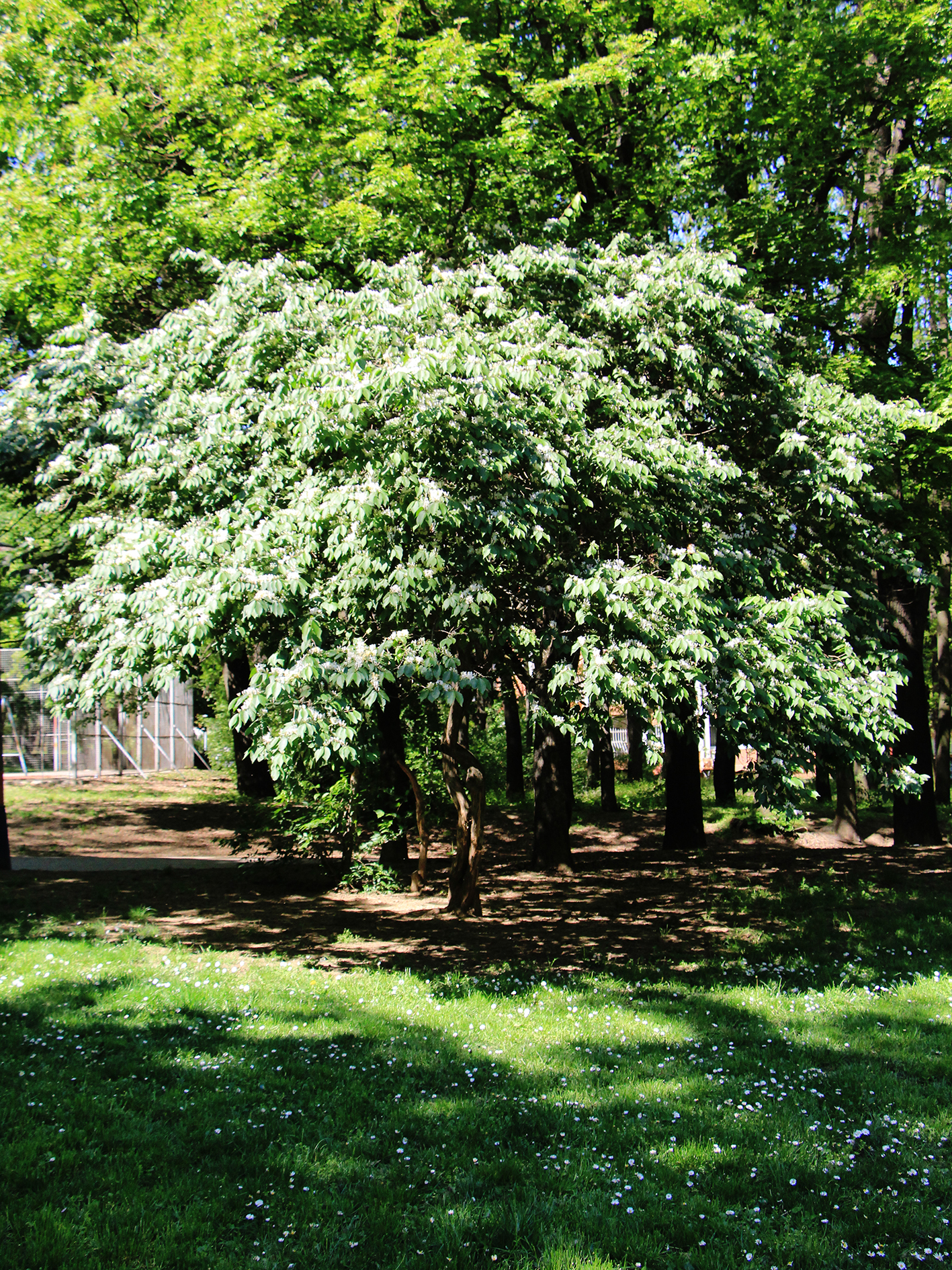 Lonicera japonica