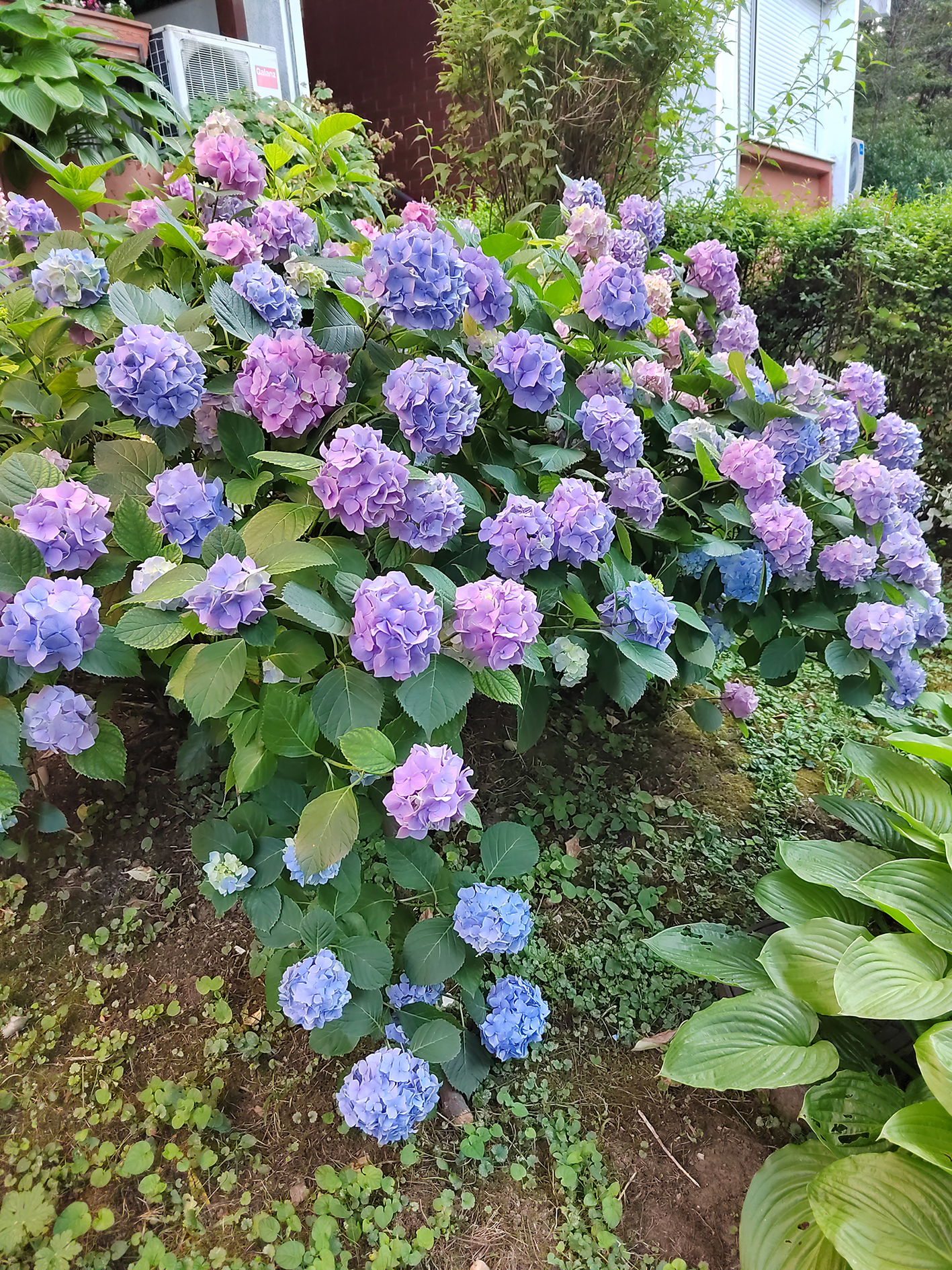 Hydrangea macrophylla