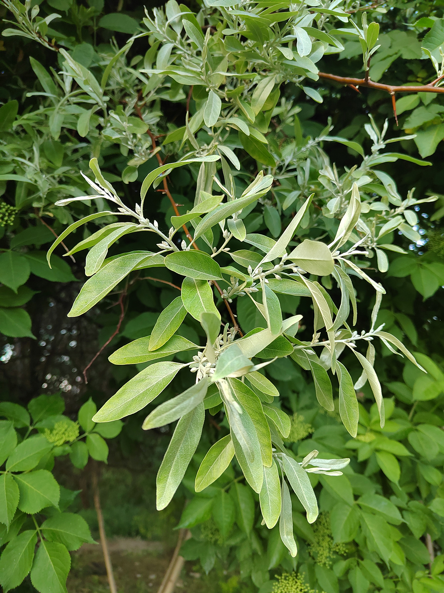 Listovi dafine