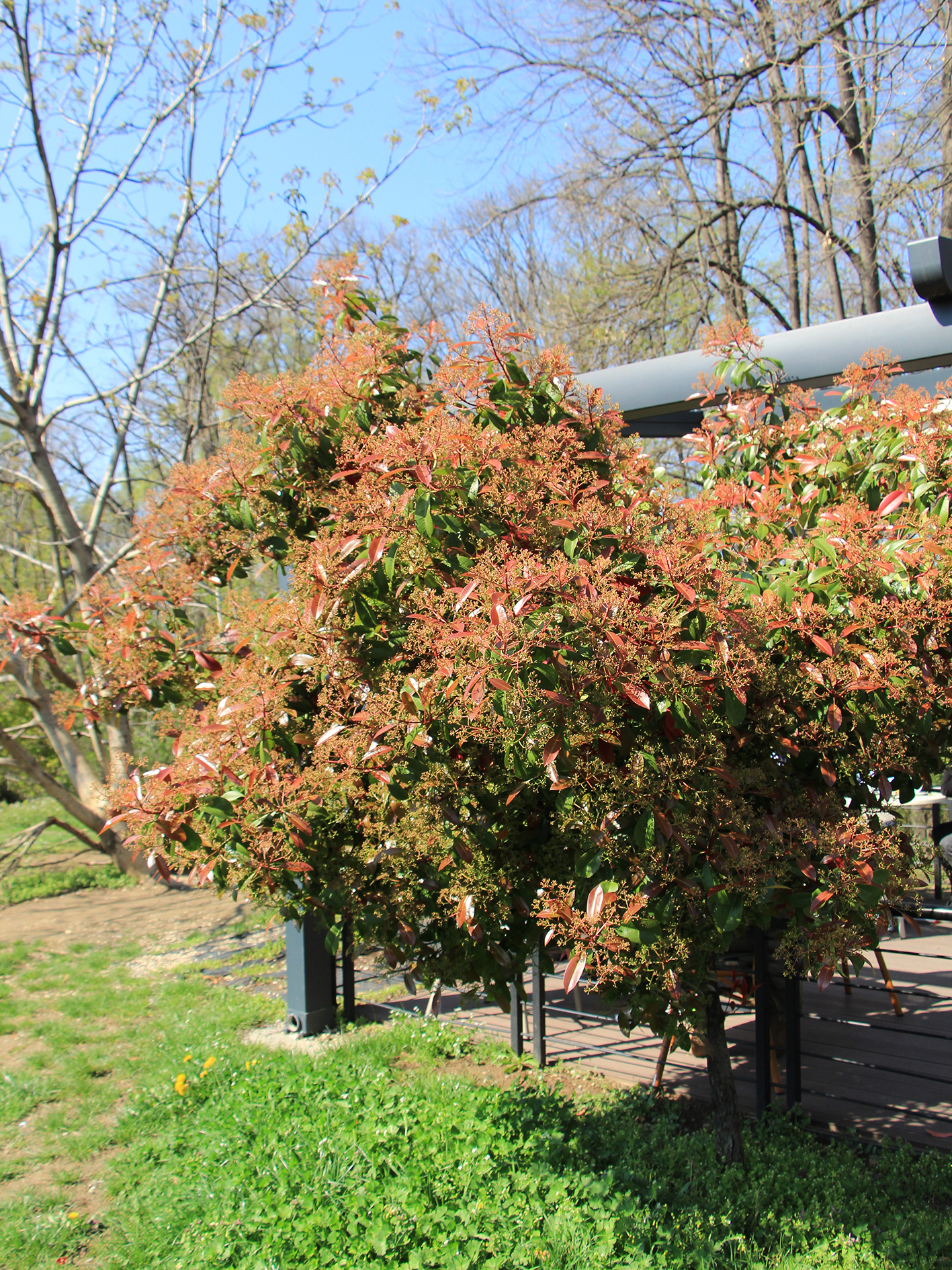 Photinia × fraseri