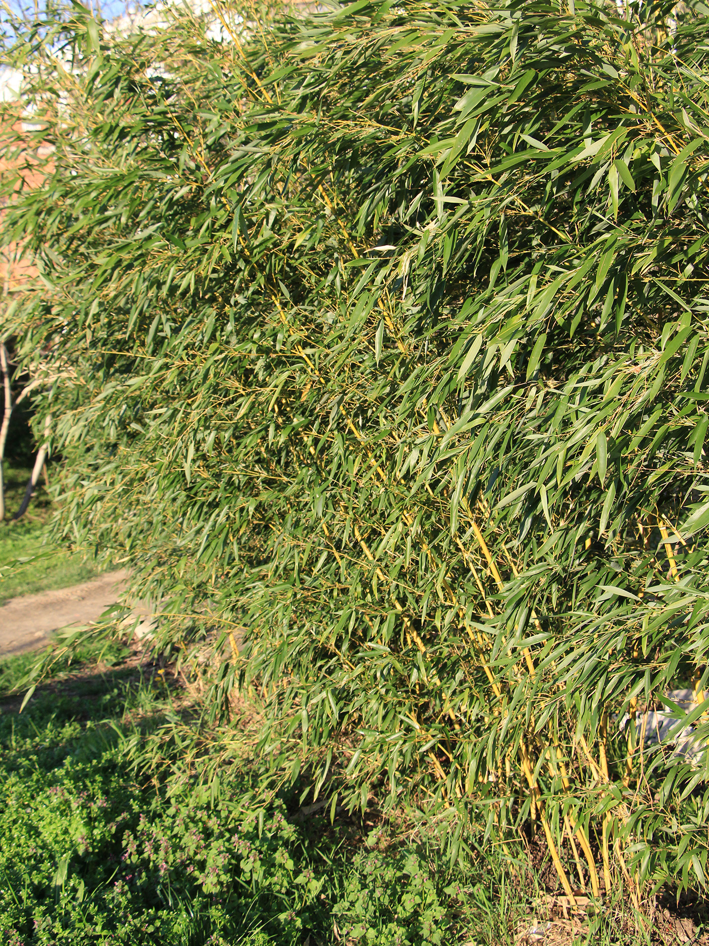 Phyllostachys