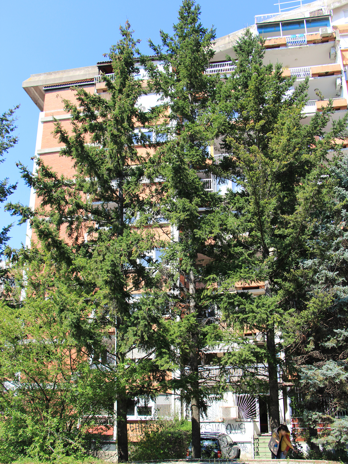 Pseudotsuga menziesii