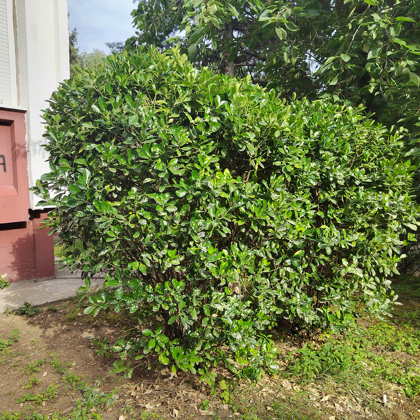 Euonymus japonicus