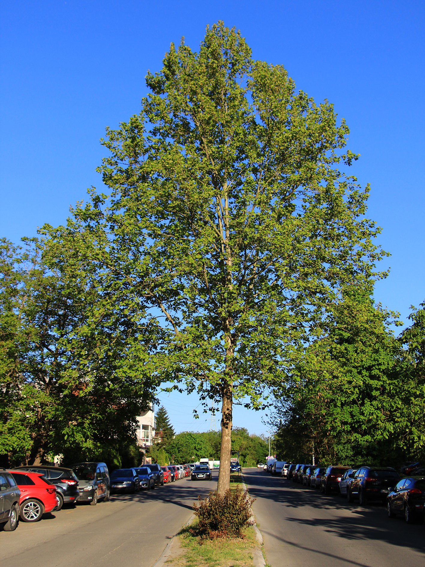 Javorolisni platan