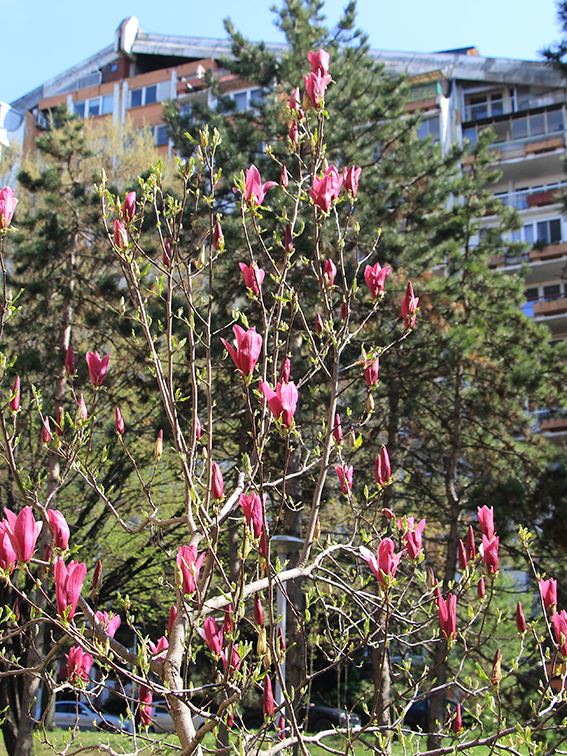 Krupni, zvonasti cvetovi Sulonžove magnolije