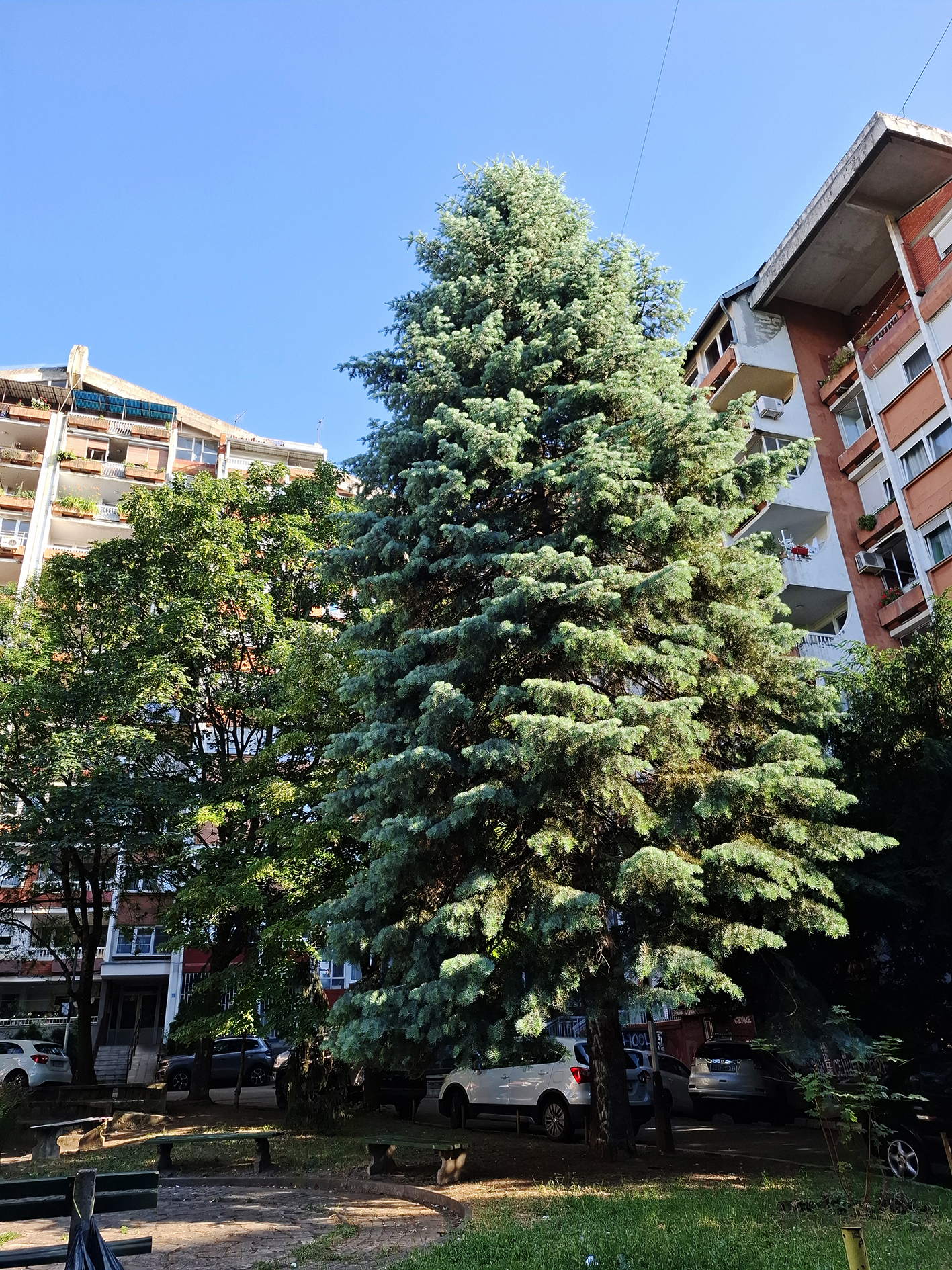 Dugoigličava jela