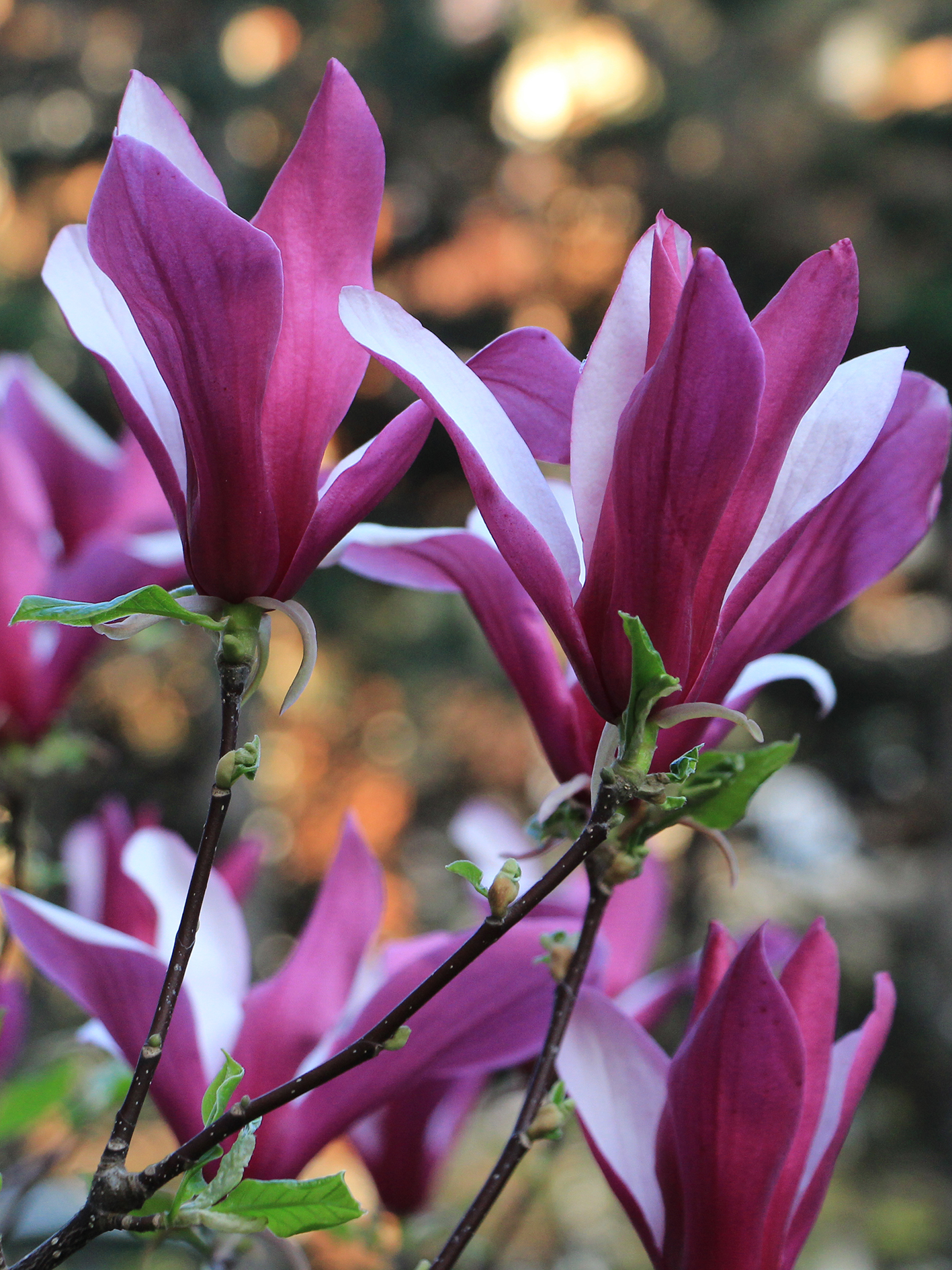 Cvet Sulonžove magnolije