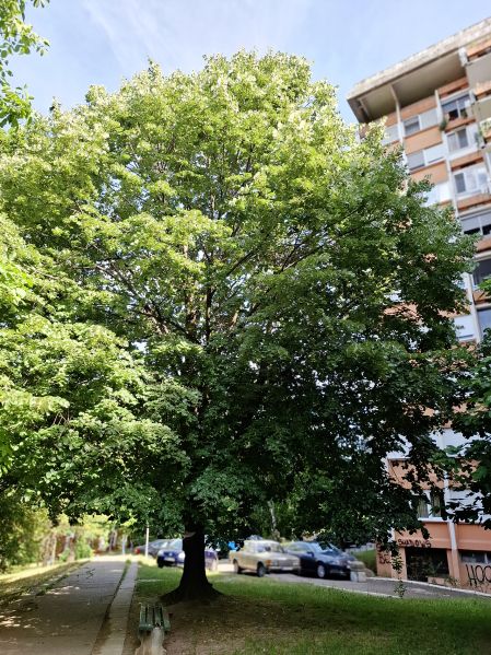 File:Krupnolisna lipa d2.jpg