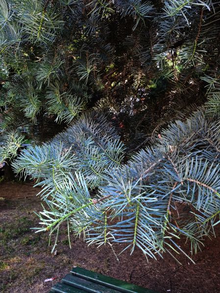 File:Dugoigličava jela i.jpg
