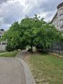 Thumbnail for version as of 06:49, 22 June 2026