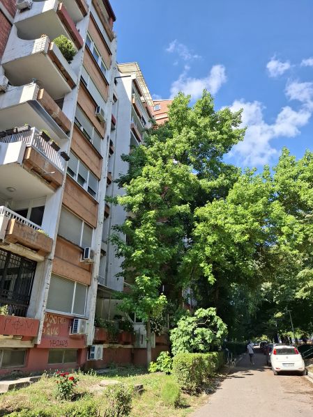 File:Likvidambar d.jpg