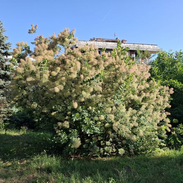 File:Ruj d.jpg