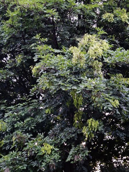 File:Beli jasen.jpg
