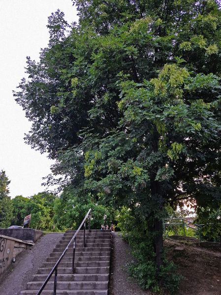 File:Beli jasen d.jpg