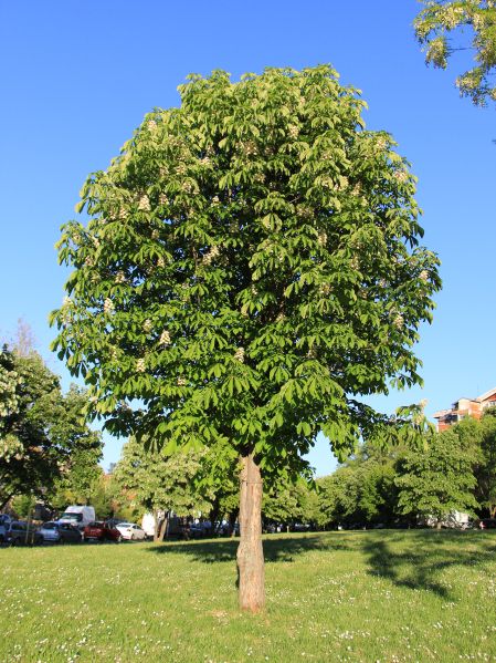 File:Kesten d2.jpg