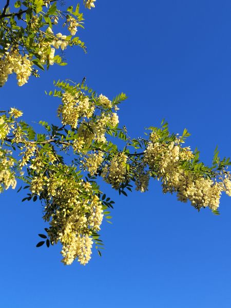 File:Bagrem.jpg