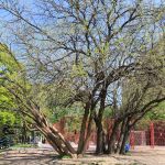 style="width: 100%; height: 100%; object-fit: cover;"