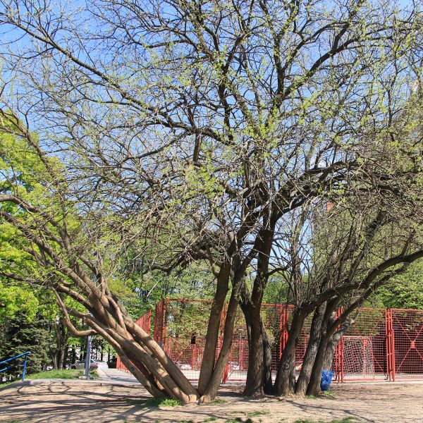 File:Maklura d.jpg