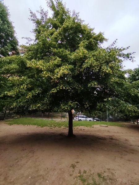 File:Sitnolisna lipa d.jpg