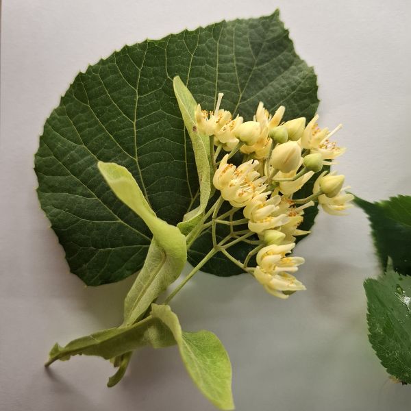 File:Krupnolisna lipa c.jpg