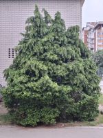 style="width: 100%; height: 100%; object-fit: cover;"