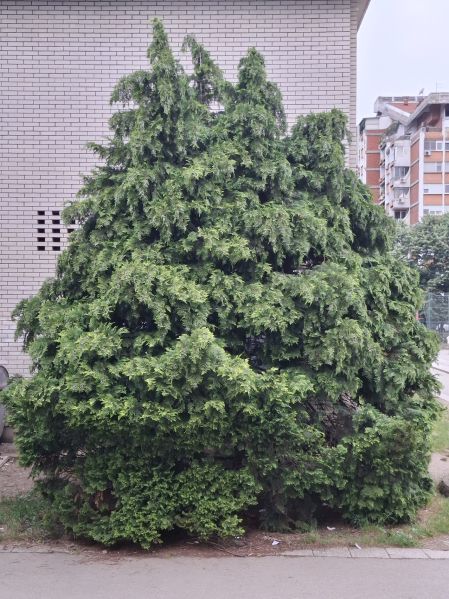 File:Tuja d.jpg