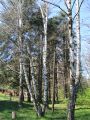 Thumbnail for version as of 14:38, 21 June 2026