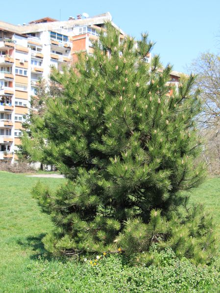 File:Crni bor.jpg