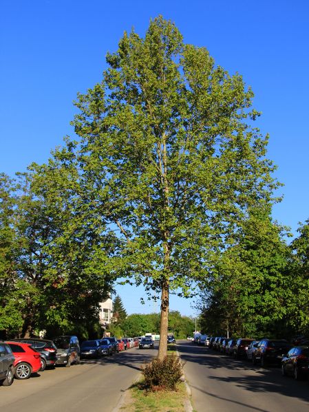 File:Platan d.jpg