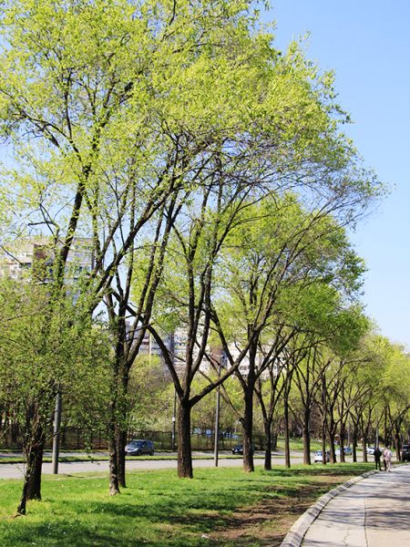 File:Sibirski.JPG