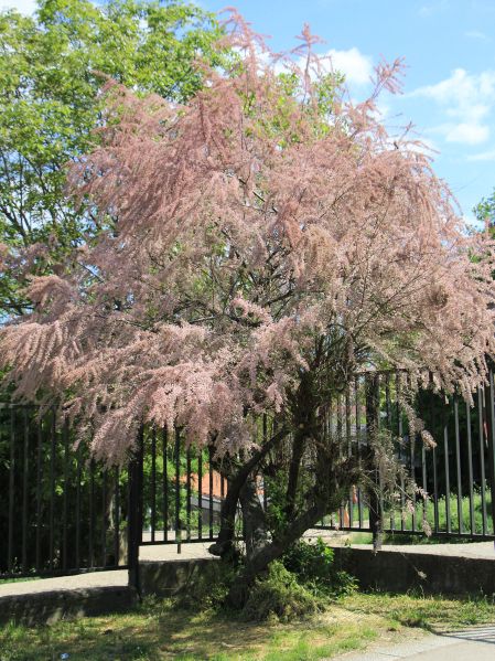 File:Tamaris d.jpg