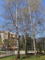style="width: 100%; height: 100%; object-fit: cover;"