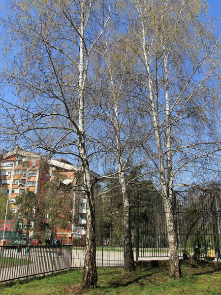 File:Breza 2.JPG