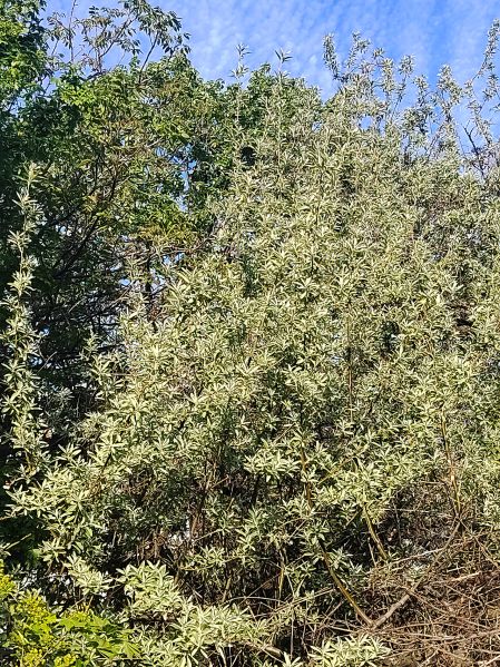 File:Dafina d.jpg