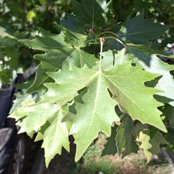 File:Platan l.jpg