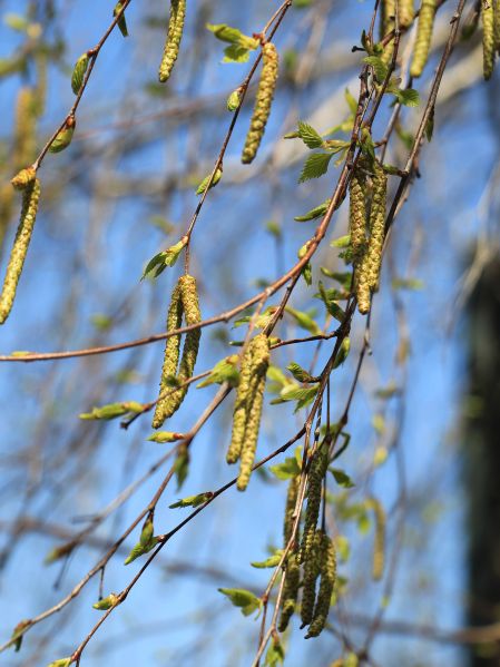 File:Breza p.jpg