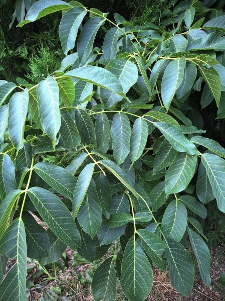 File:Orah l.jpg
