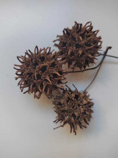 File:Likvidambar p.jpg