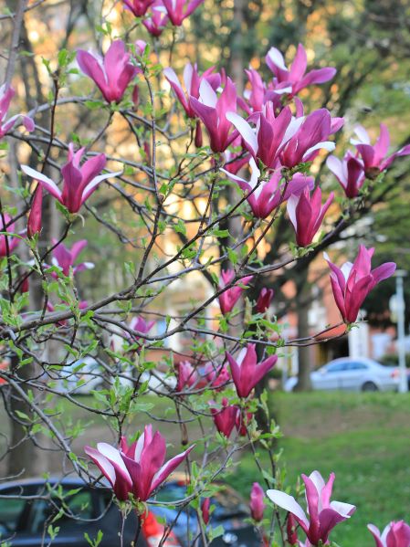File:Magnolija d2.jpg
